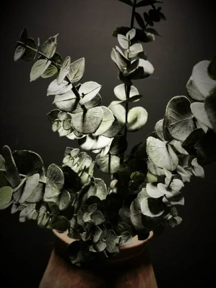 Kunstplant eucalyptus