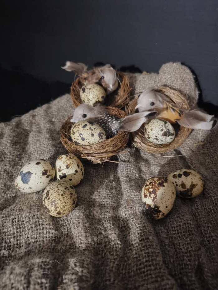 Nest met vogeltje en kwartelei