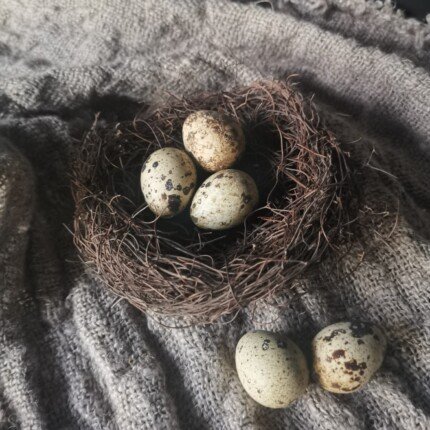 Salim nest met kwarteleieren