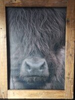 Tuinposter Schotse hooglander