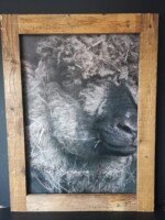 Tuinposter schaap met stro