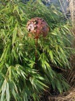 Tuinsteker Allium in de hoge grassen