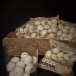 Bolsius drijfkaarsjes in windlicht met mosdecoratie – sobere woonstijl