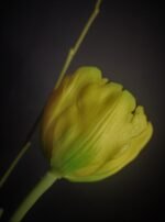 Dubbele tulp yellow 44cm - Afbeelding 2