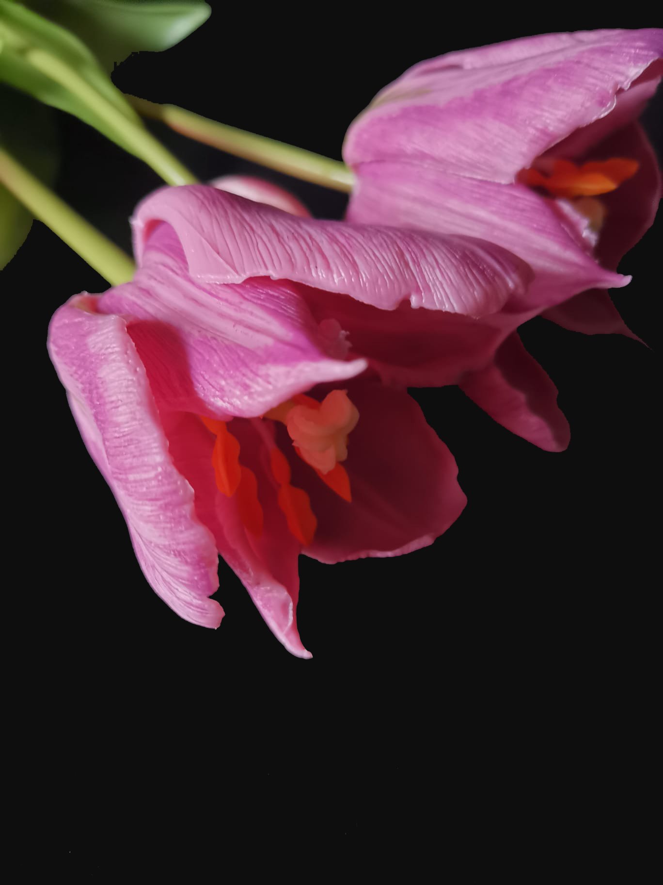 Enkele open tulp purple 48cm