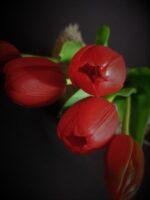 Enkele tulp red 40cm