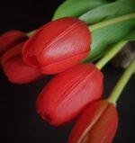 Enkele tulp red 40cm
