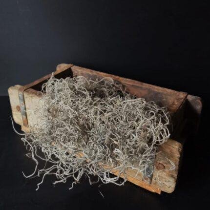 Tillandsia