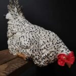 Witte kip op de rand