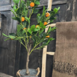 Kunst Citrus sinasappelboom in emmer met een decoratietrap
