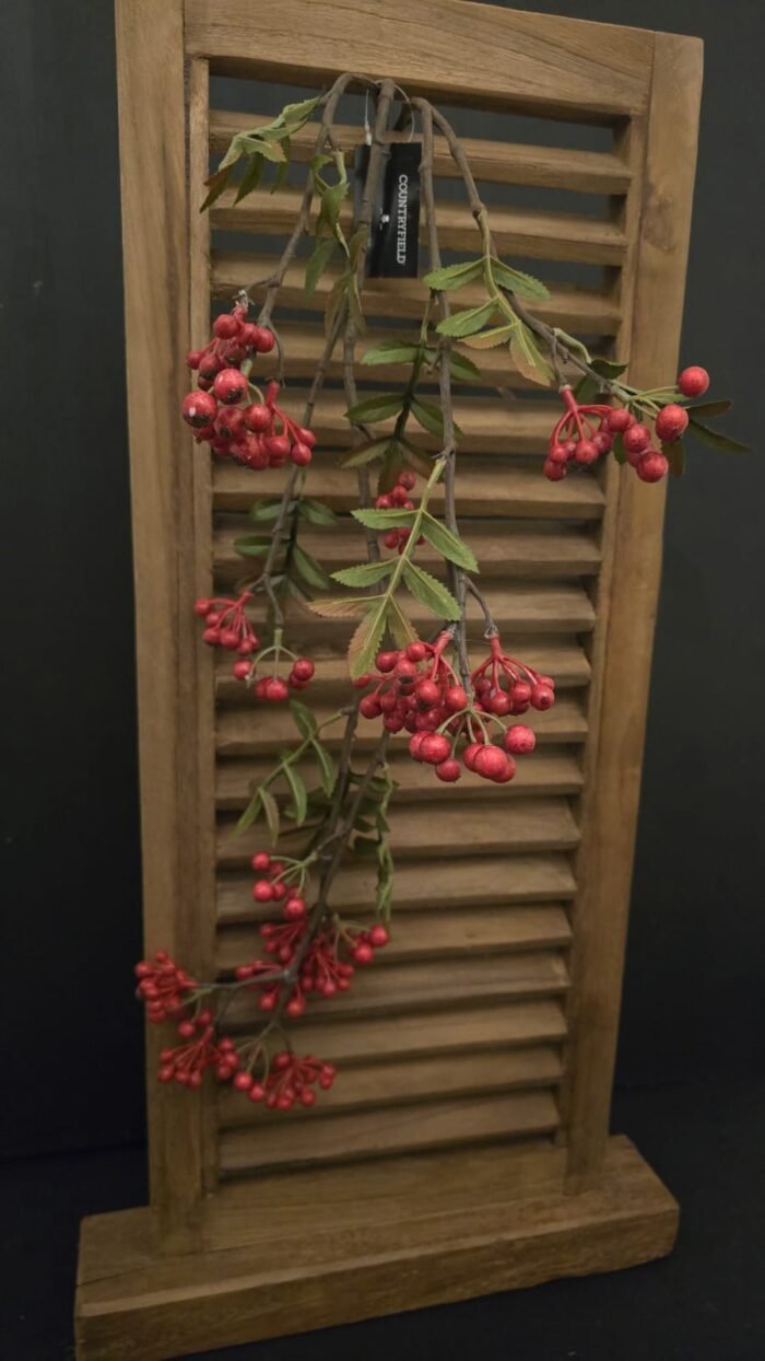 Pyracantha L rood