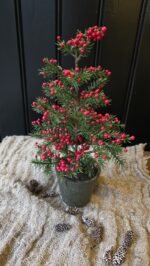Den met bessen in pot - Afbeelding 2