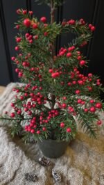 Den met bessen in pot - Afbeelding 3
