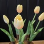 Enkele tulp zalm met ivoor groen blad