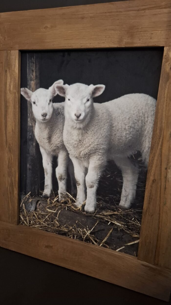 Houten lijst met lammetjes op doek