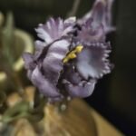 Papegaai kunsttulp dark purple 40cm donker blad