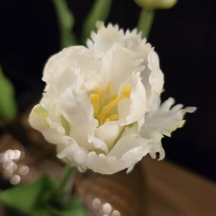 Papegaai kunsttulp wit 40cm