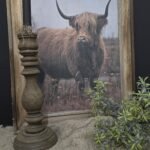 Schilderij Schotse Hooglander met houten frame