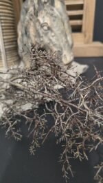 Kunst tak fijne twijg - Afbeelding 2