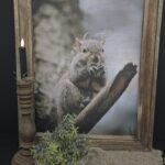 Schilderij eekhoorn met houten frame M