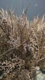 Bundel Berkentakjes - Afbeelding 2