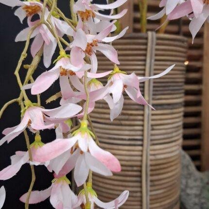 Kunst magnolia stellata roze 145cm