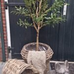 Ronde pitriet korf L in landelijke stijl op terras