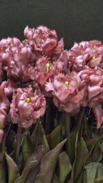Papegaai kunsttulp paars 40cm donker blad