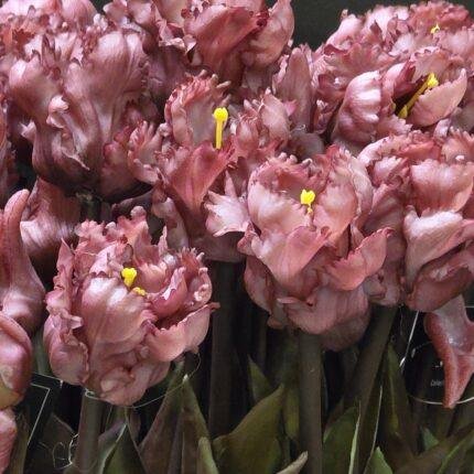 Papegaai kunsttulp paars 40cm donker blad