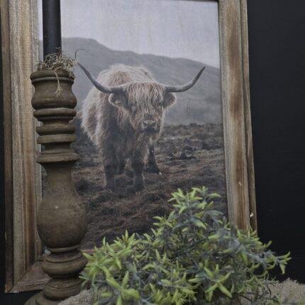 Schilderij lichte Schotse Hooglander met houten frame