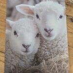 Deco bordje lammetjes