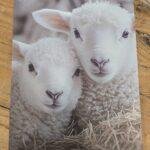 Deco bordje lammetjes