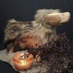 Schaap met vacht