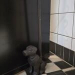 Metalen Deurstopper Hond of Kat