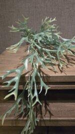 Hertshoorn 50cm - Afbeelding 2