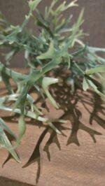 Hertshoorn 50cm - Afbeelding 3