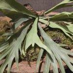 Hertshoorn decoratie 35 cm – landelijke woondecoratie