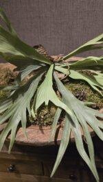 Hertshoorn 40cm - Afbeelding 2