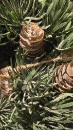 Kunstkrans groen met dennenappel - Afbeelding 2