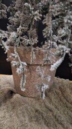 Detail van cederboom met sneeuw in pot voor interieurdecoratie