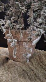 Detail van cederboom met sneeuw in pot voor interieurdecoratie