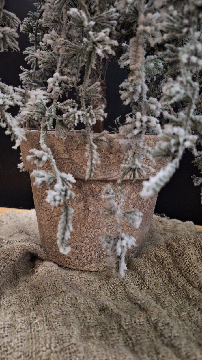 Detail van cederboom met sneeuw in pot voor interieurdecoratie