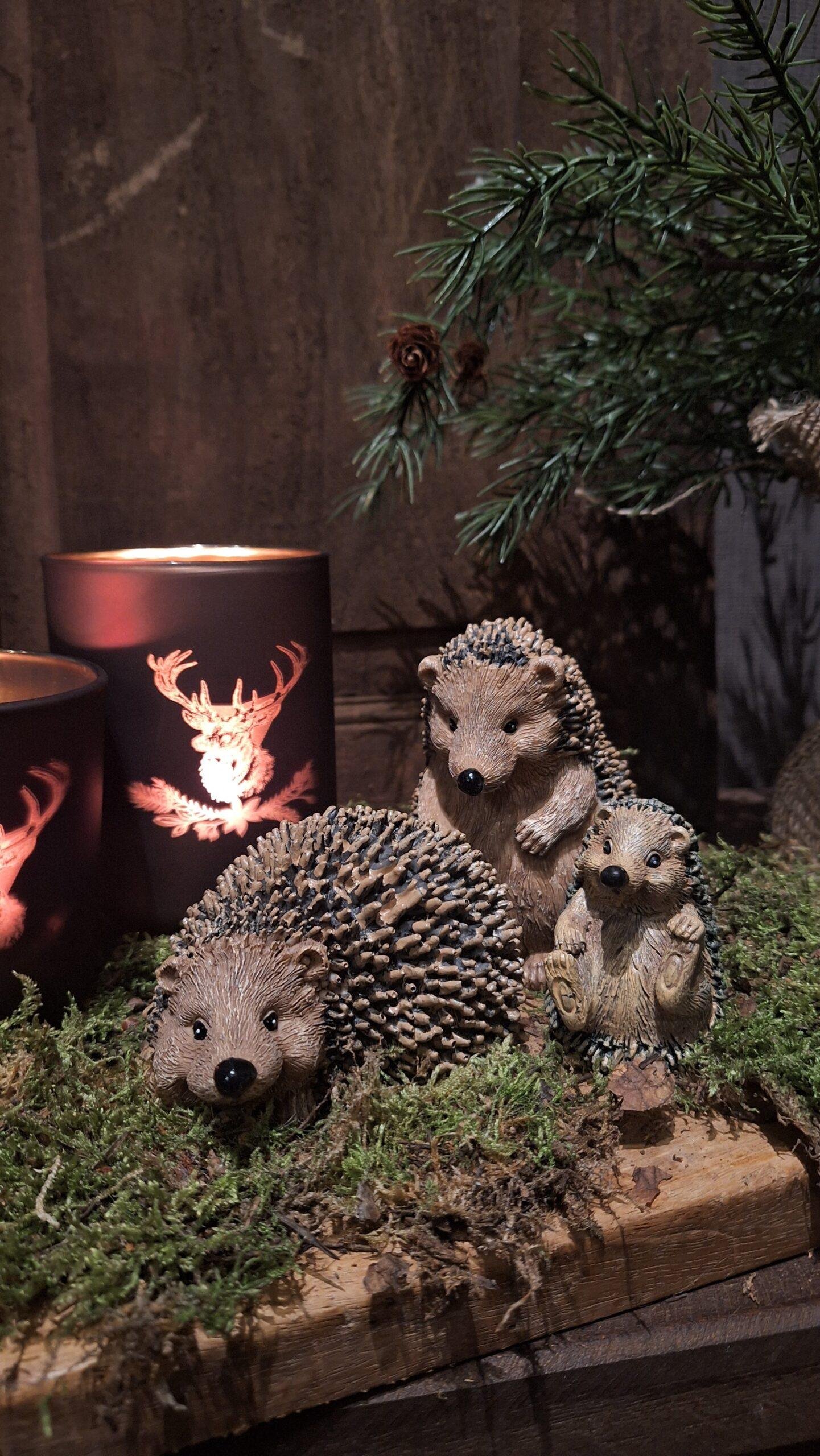 egel 1 Egel - Afbeelding 1