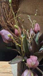 Bundel takjes - Afbeelding 4