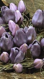 Enkele tulp donker paars 30cm - Afbeelding 2