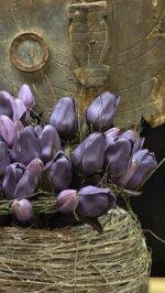 Enkele tulp donker paars 30cm