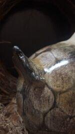 Kip XL - Afbeelding 3