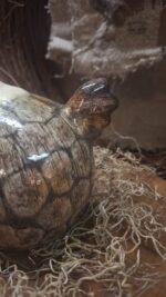 Haan M - Afbeelding 4