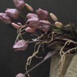 Enkele tulp donker paars donker blad