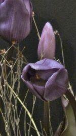 Enkele tulp purple donker blad - Afbeelding 3